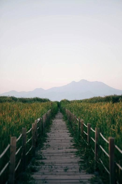 a path in the middle of a grassy field