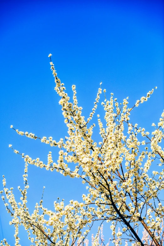 the sky is blue and there are some white flowers on the tree