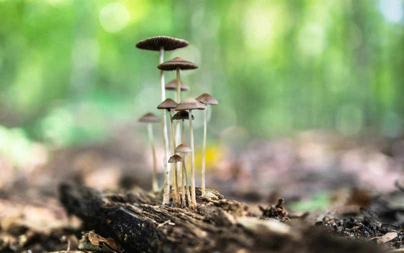 several tiny mushrooms growing on the ground near a forest