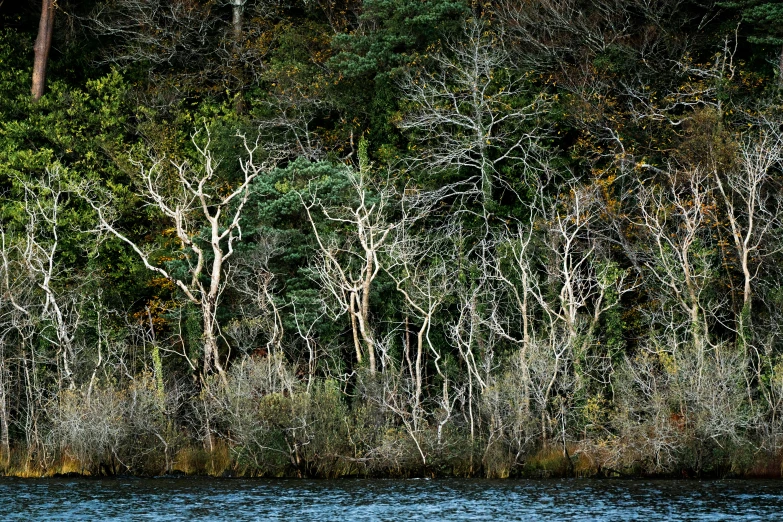 trees line the shore of a small lake