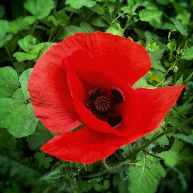 an overhead view of a bright red flower