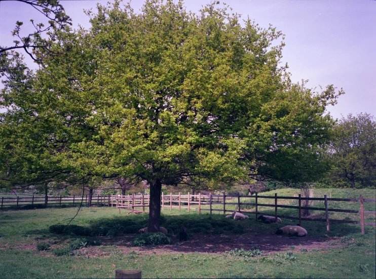 a large tree sitting in the middle of a green field