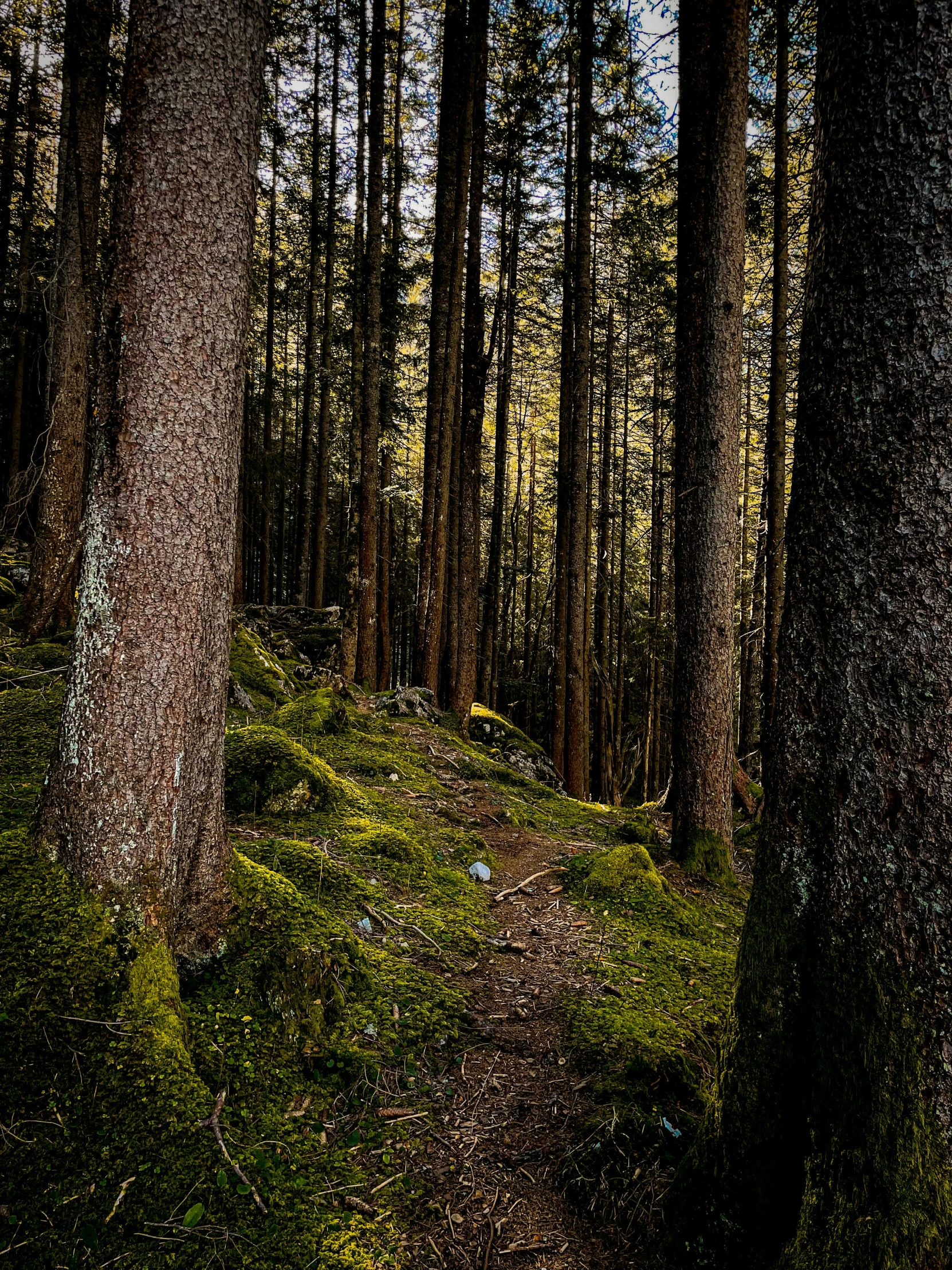 the trail leading up to the top of the hill is covered in green moss