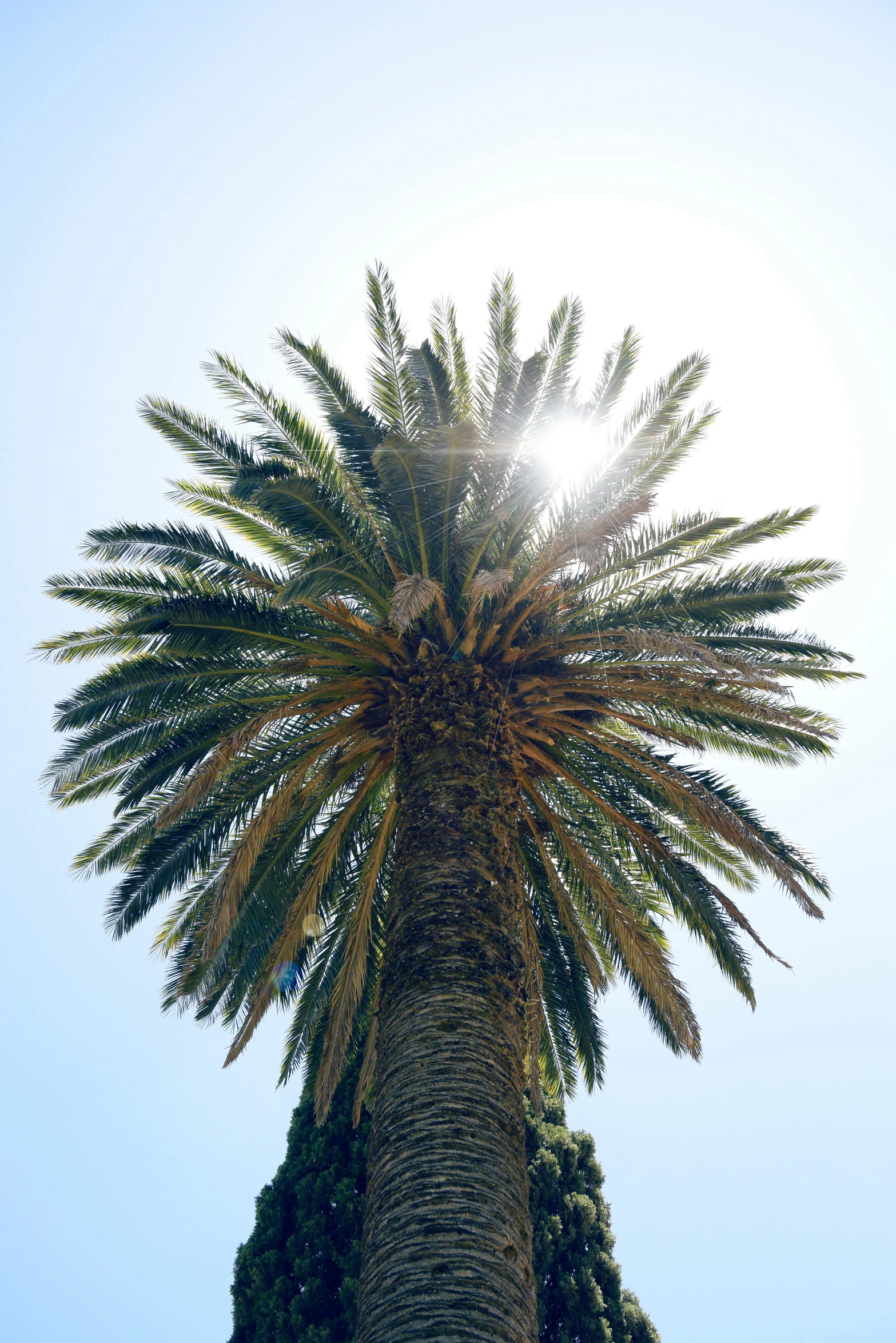 the sun peeking out over a palm tree