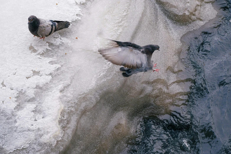 a couple of birds flying next to each other near water