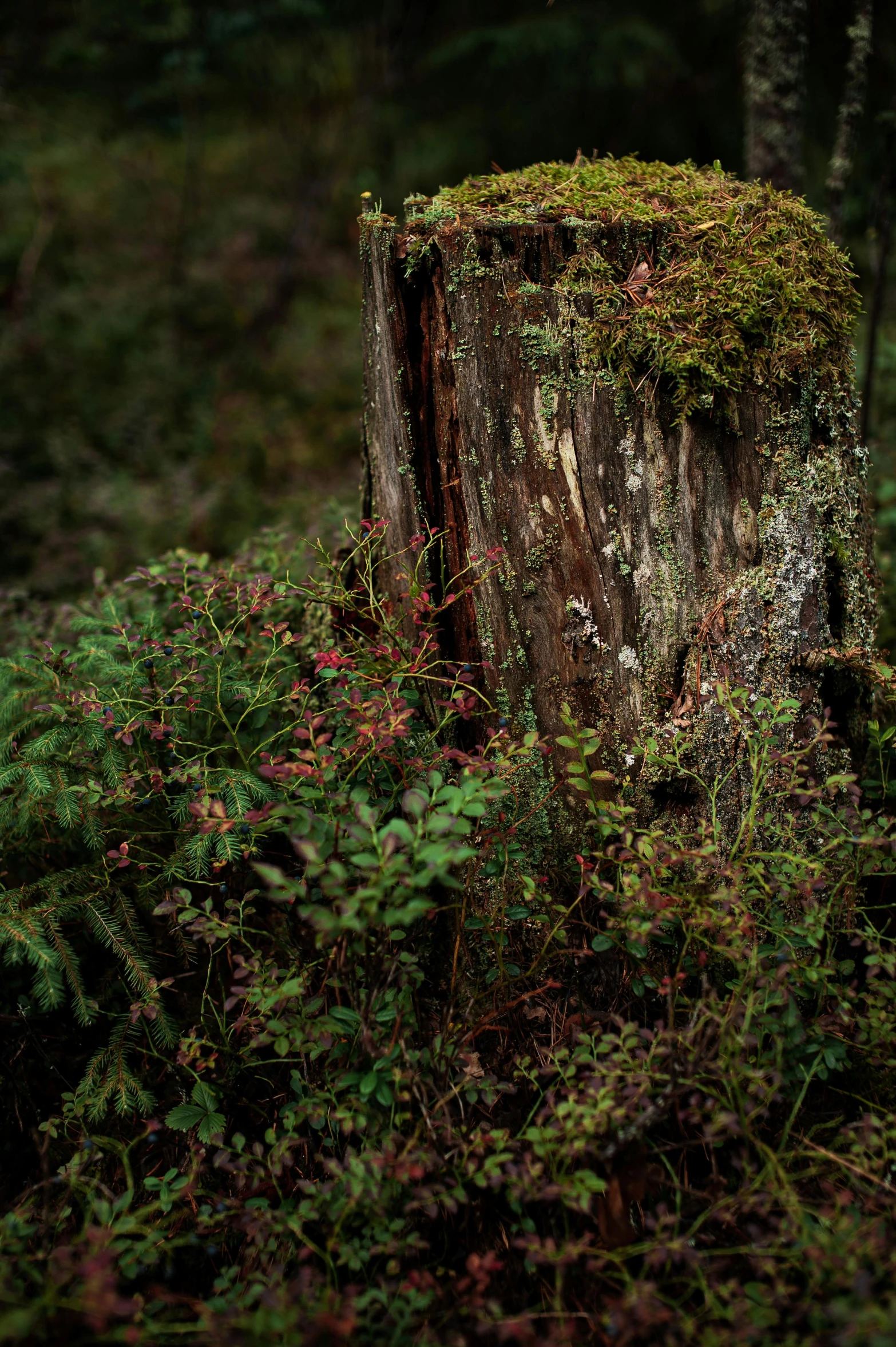 this stump looks as though the tree trunk has been completely covered in moss