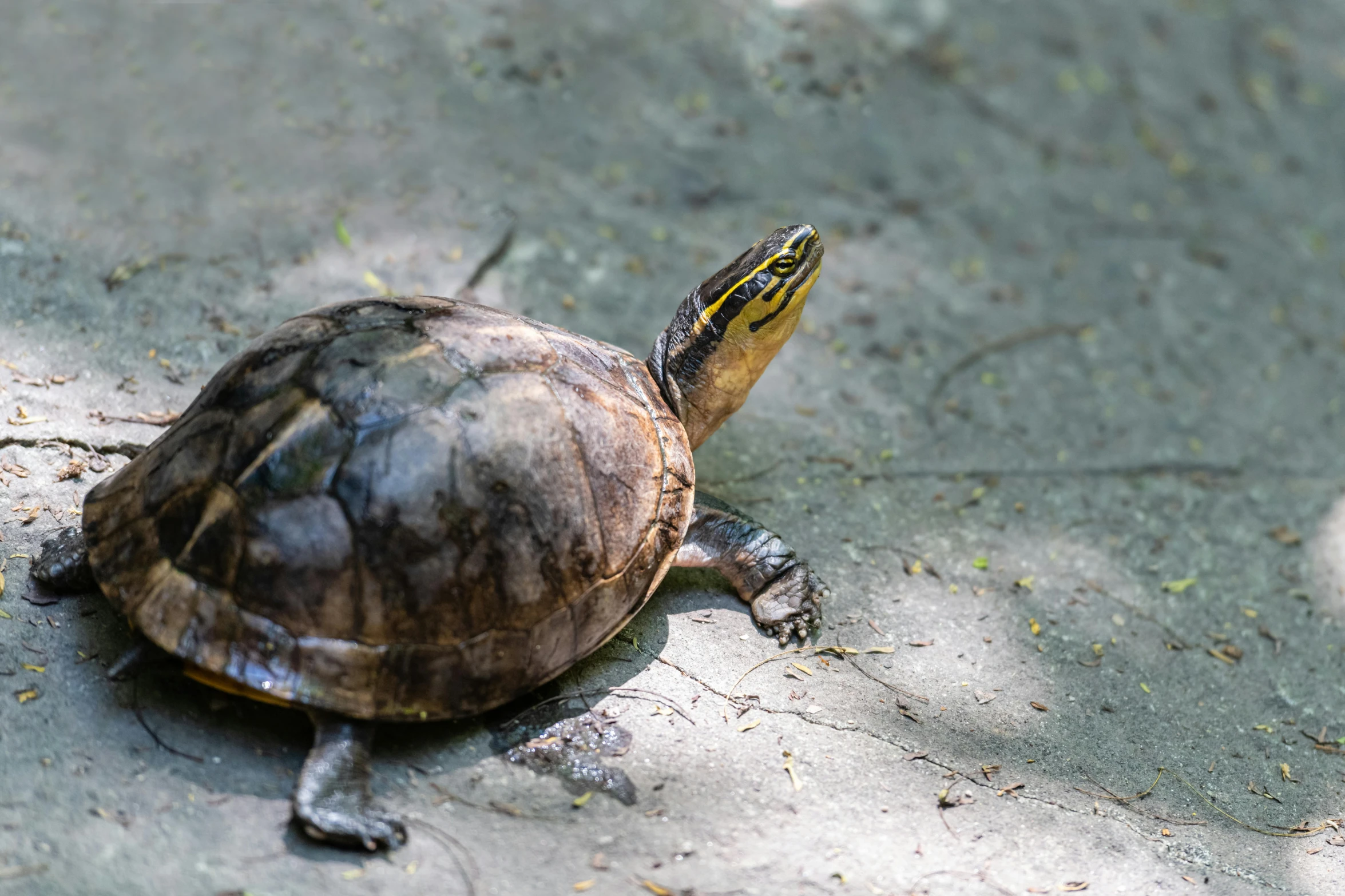 a turtle on concrete ground with one eye opened and his head turned