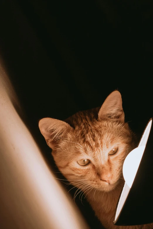 a brown cat laying under the table looking up