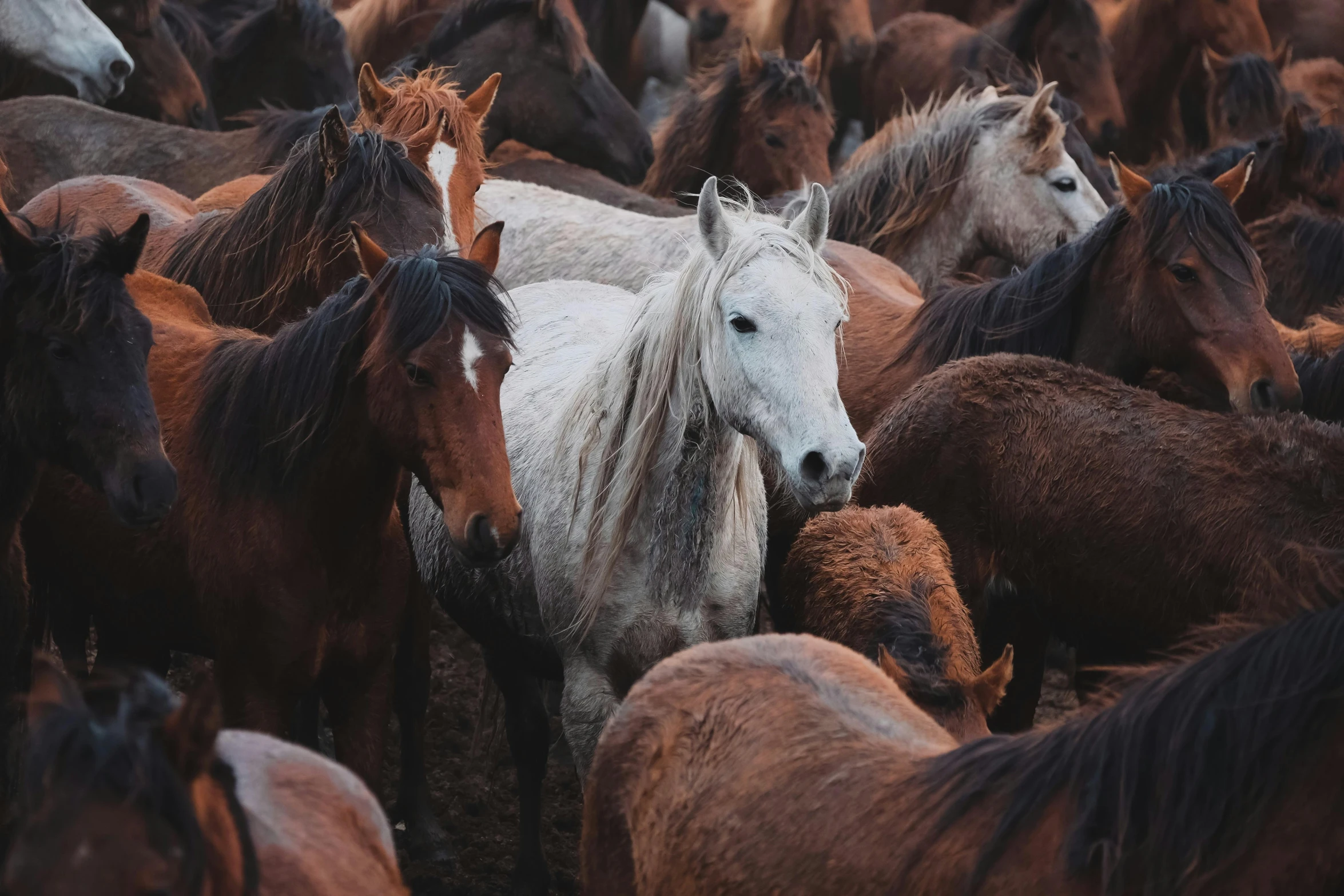 several horses standing around and grazing with each other