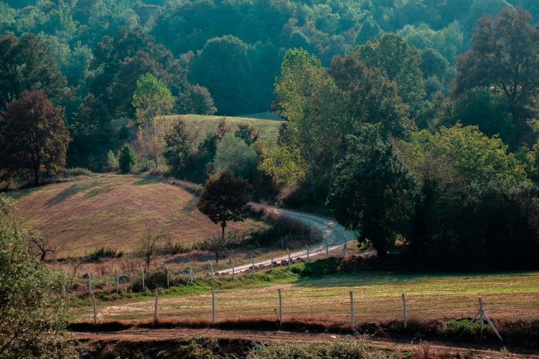 a lush green forest filled with trees on top of a hillside