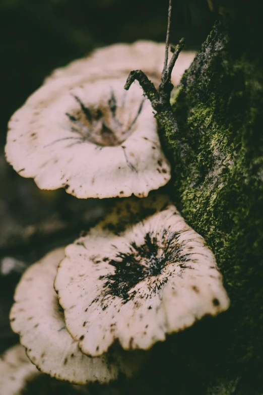 two mushrooms sitting in the middle of a forest