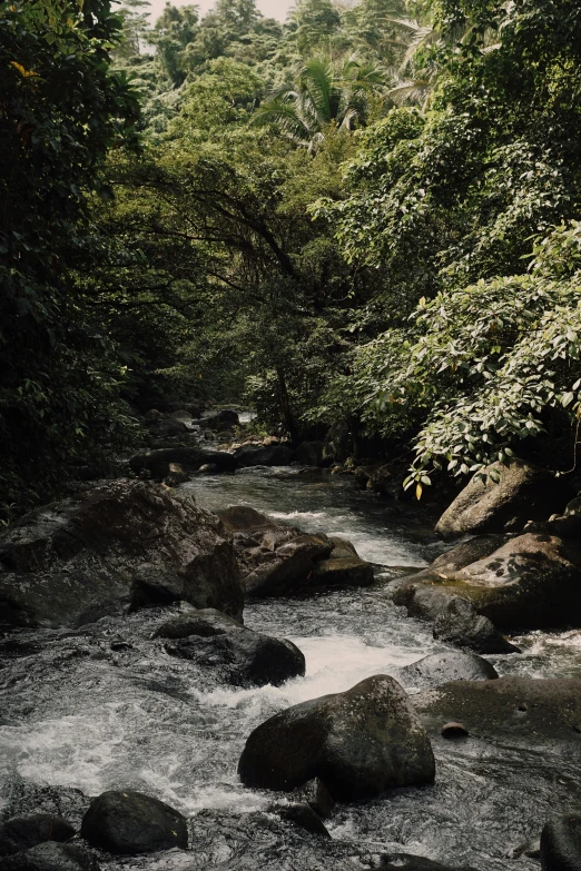 a river flows in a tropical forest with lots of rocks