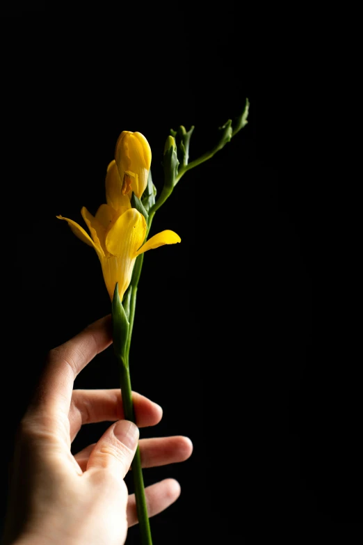 the person is holding a yellow flower against the black background