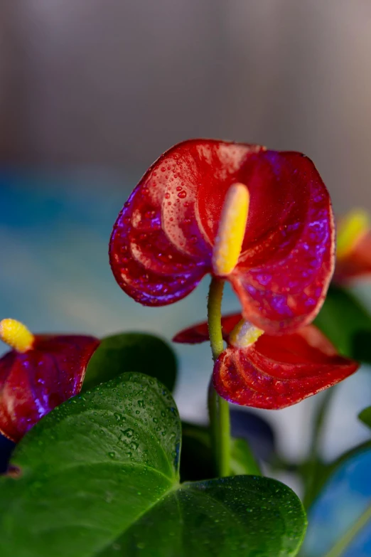 a red flower with yellow stamen and rain droplets