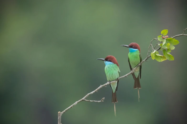 a couple of birds perched on a tree nch