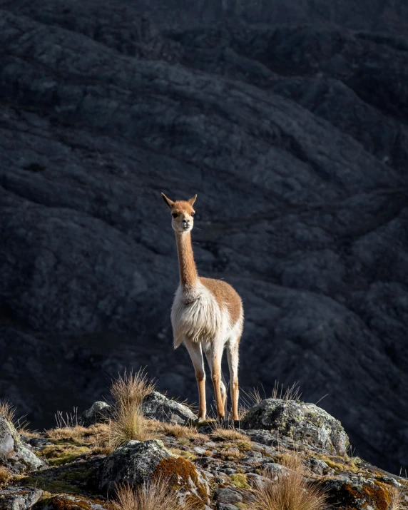 a brown and white animal stands on some rocks