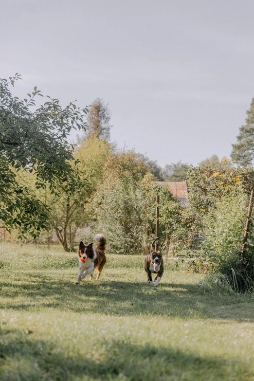 three dogs are running in a field of grass