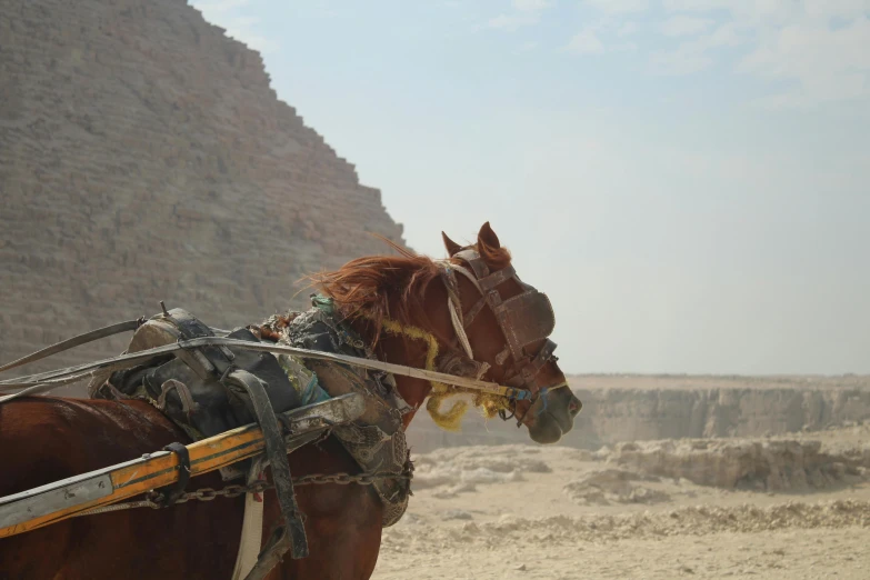 a couple of horses are next to a pyramid