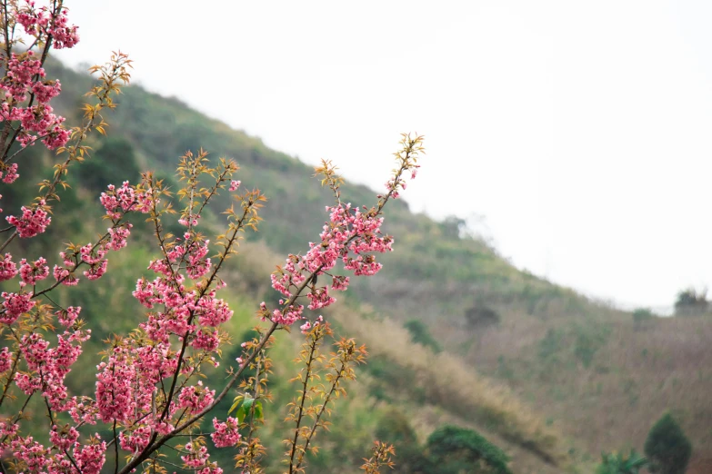 purple flowers in front of a hill and a gray sky