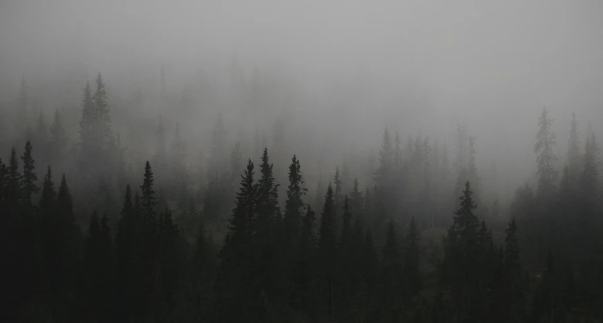 a black and white po of pine trees in a foggy forest