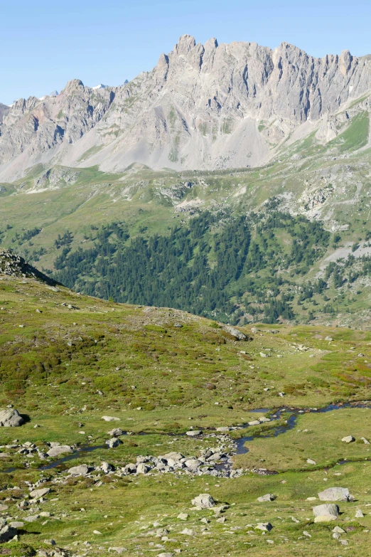 two mountain goats walking on a grassy hill top