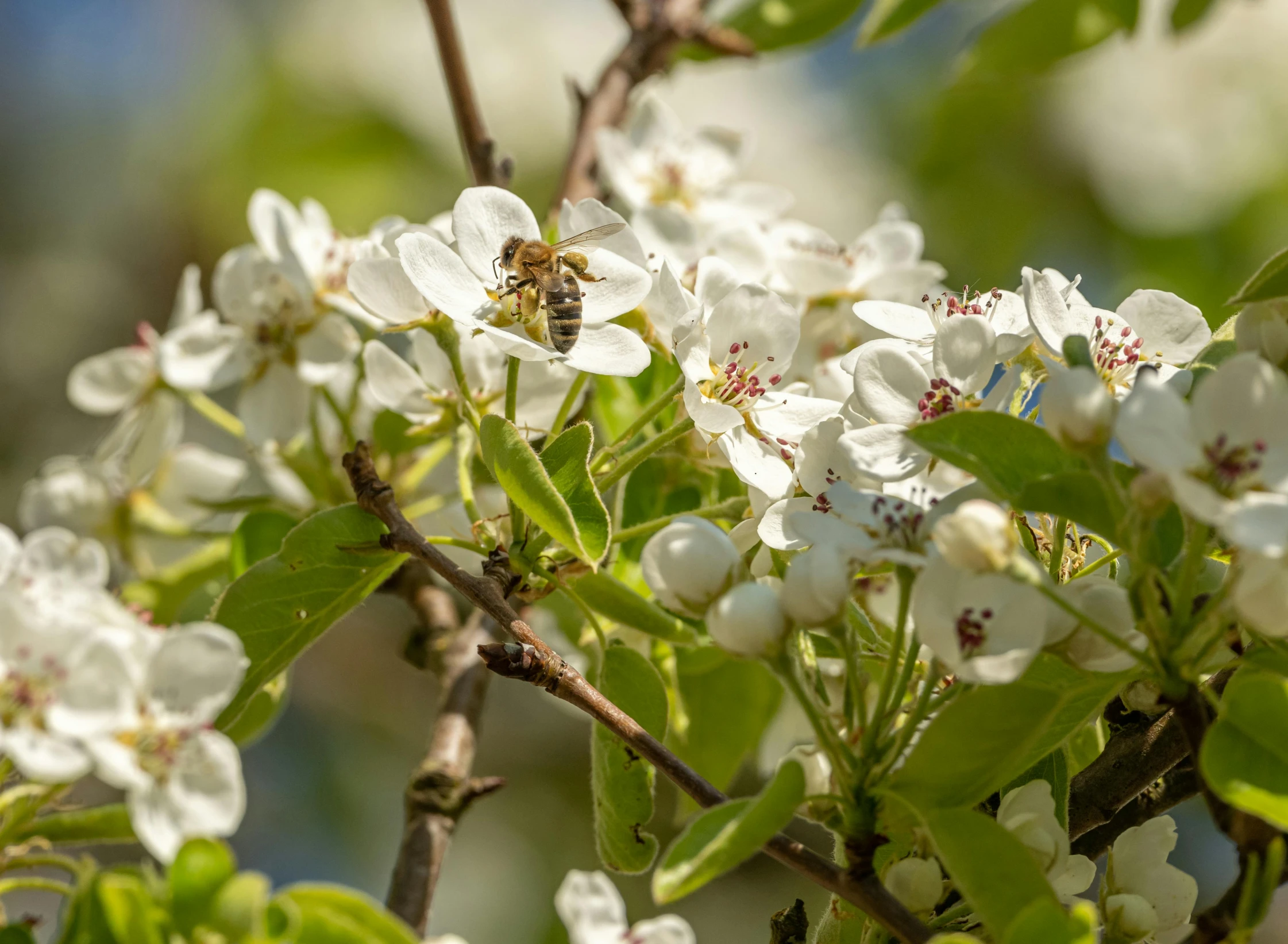 a bee is on the nch of an apple tree