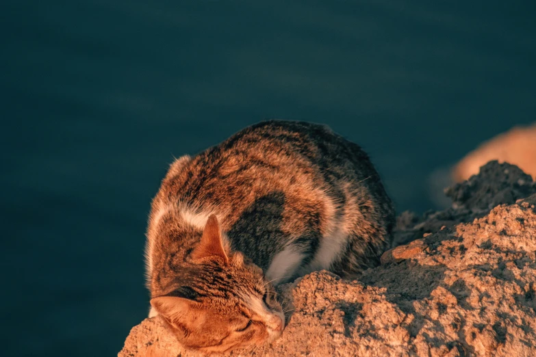 a cat lays on the ground and sleeps