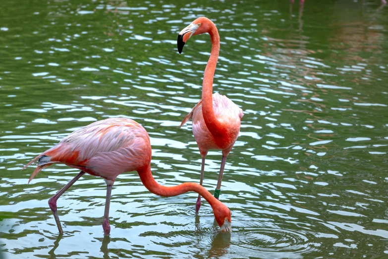 the flamingos are walking through the water at the zoo