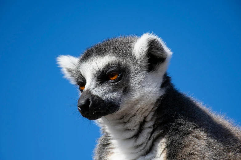 a gray and white ring - necked lemura looks at the camera