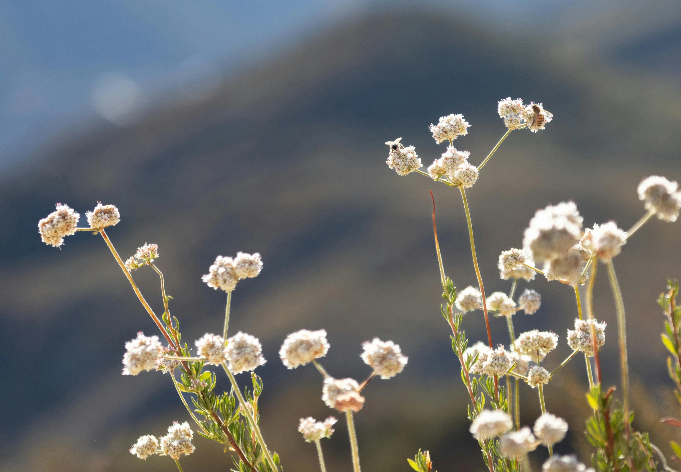 a bunch of flowers that are by the side of a hill