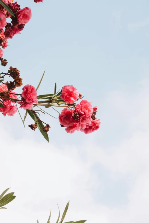 some pink flowers in the sky with clouds