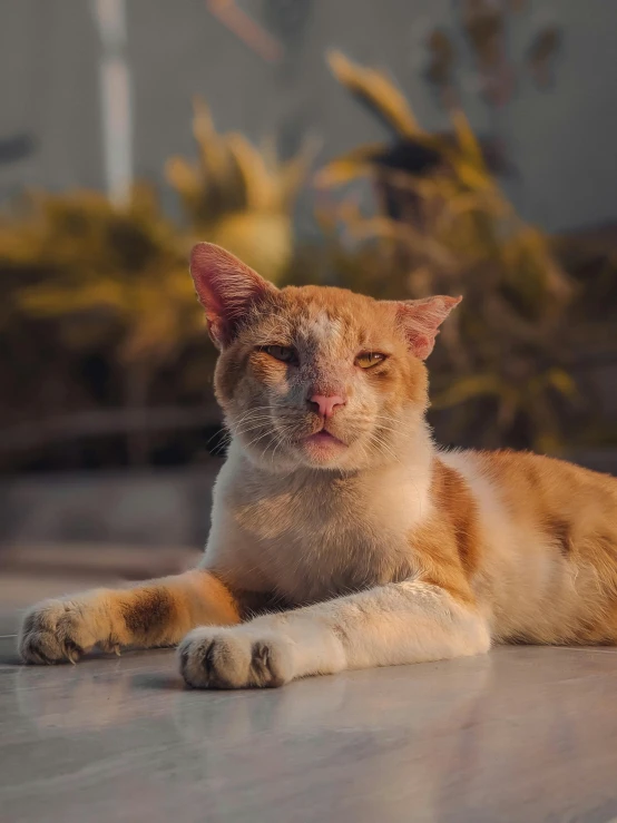 an orange and white cat laying down on the ground