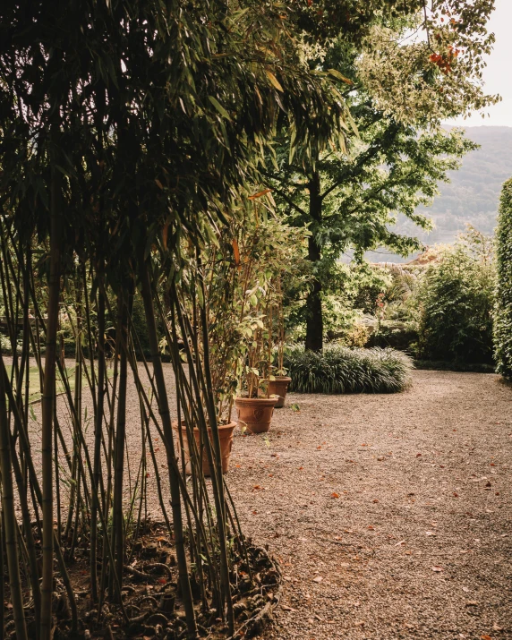 an area with a gravel walkway, palm trees and pots