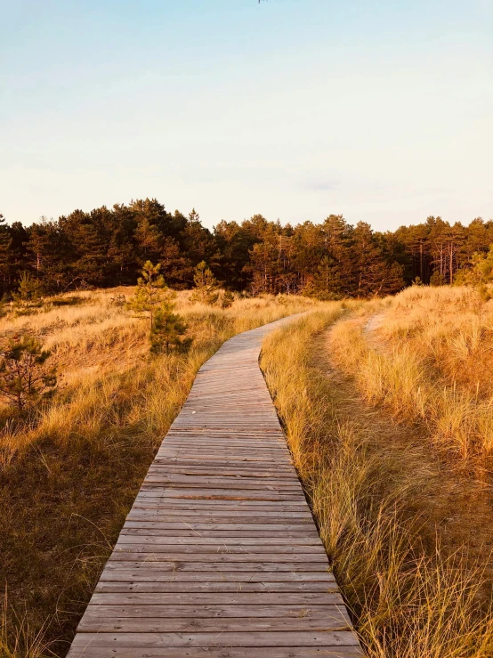 a wooden pathway in a grassy field by trees