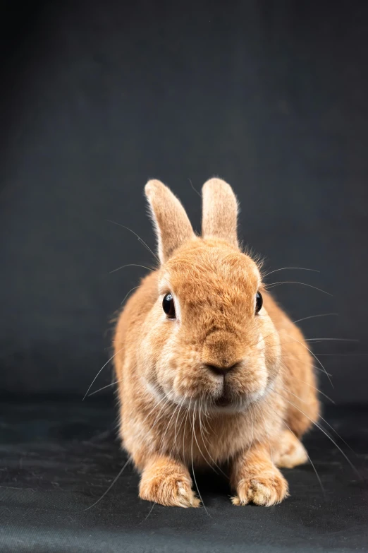 a small rabbit sitting on the ground