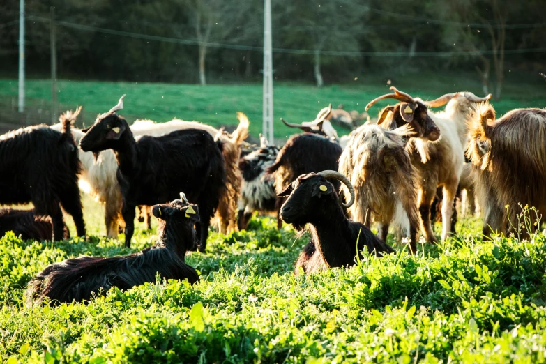 an image of a herd of goats grazing