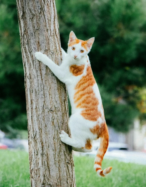 a cat climbing up a tree and looking at a camera