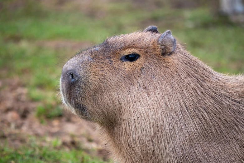 close up view of a capybara looking straight ahead