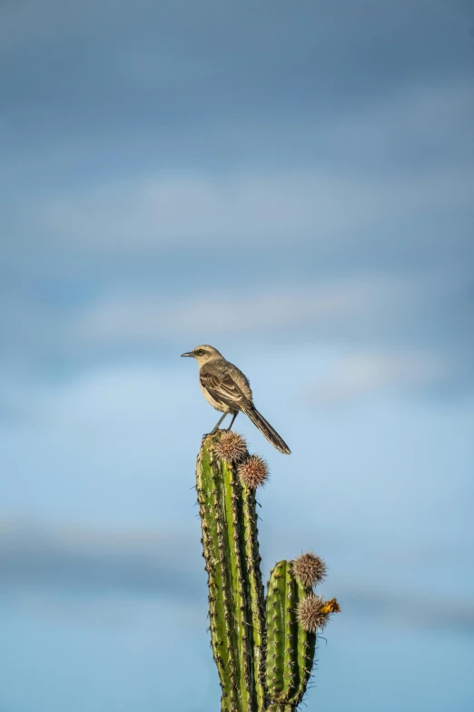 a bird on top of the cactus