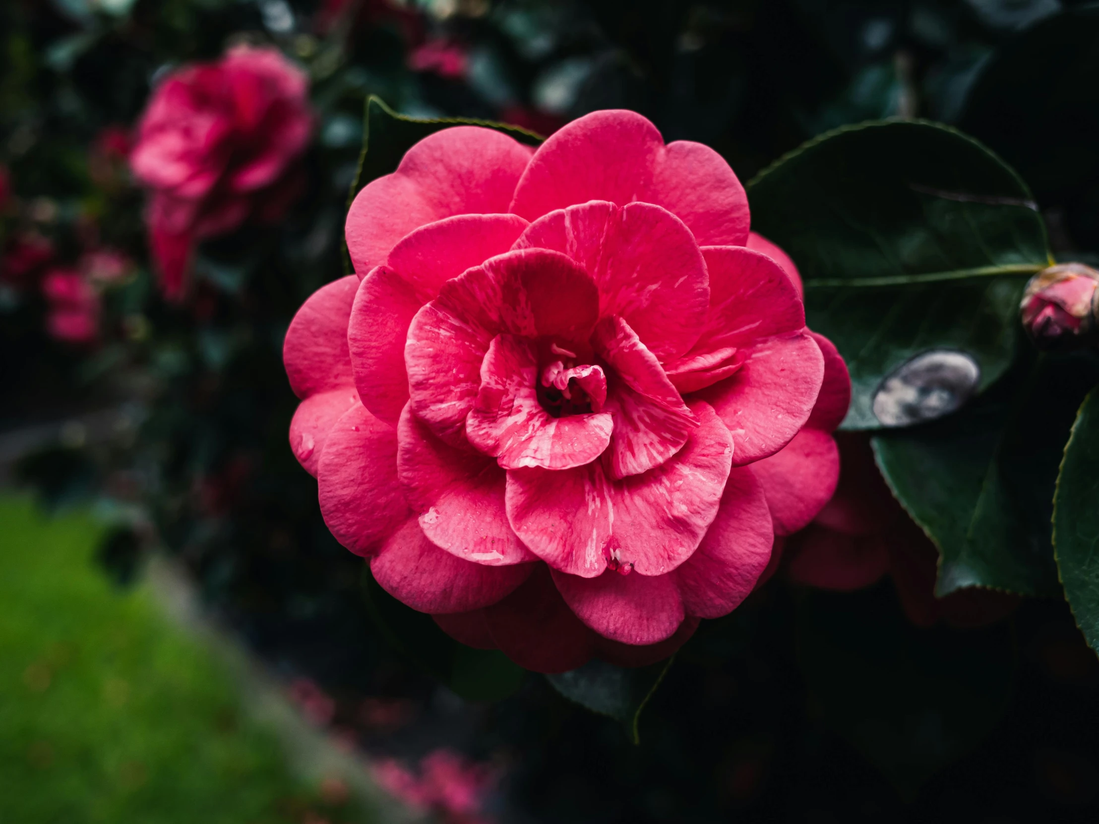 a pink rose growing in a garden full of flowers