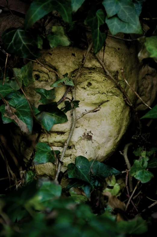 a creepy face is nestled among some leaves and vines