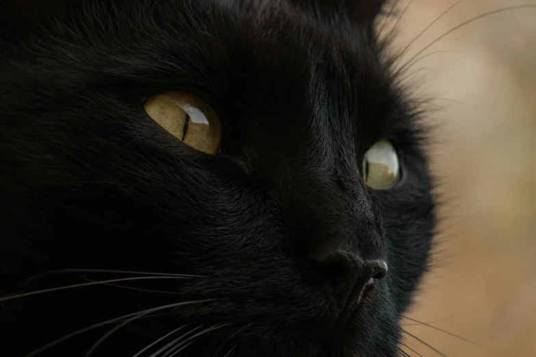 a close up image of the black cat's eyes