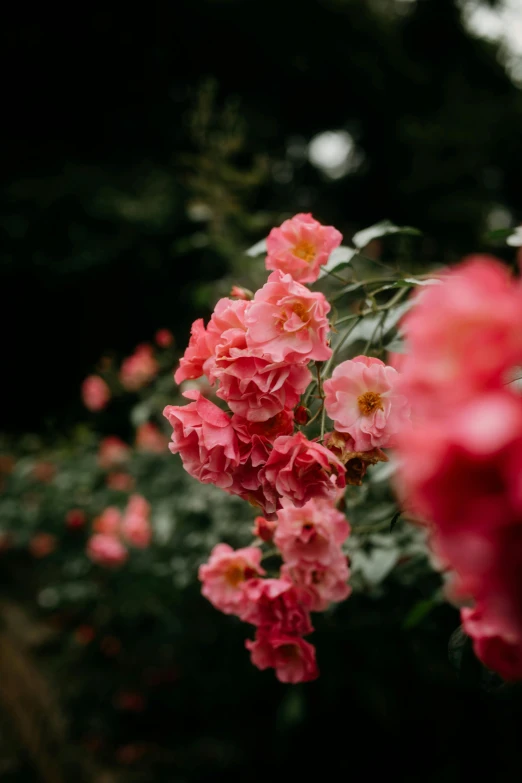 a group of flowers with lots of pink flowers