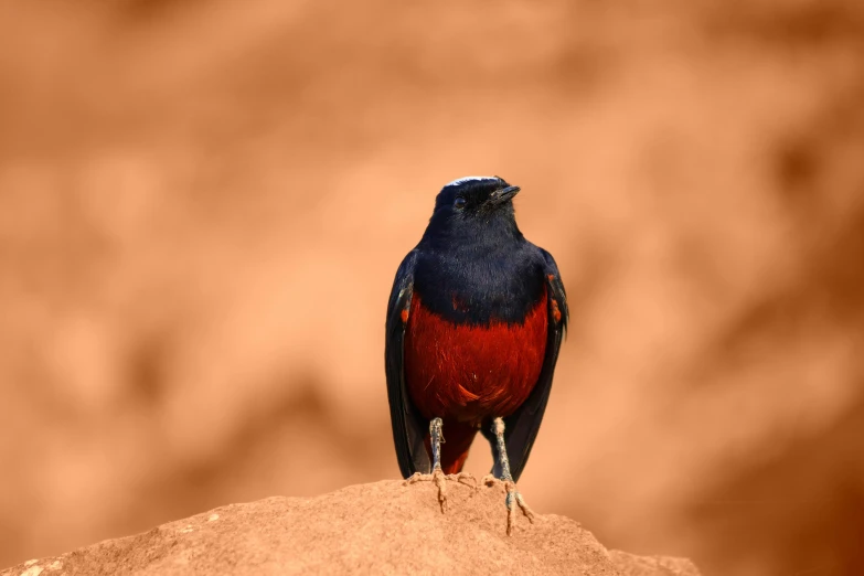 this is an image of a red bird standing on the ground