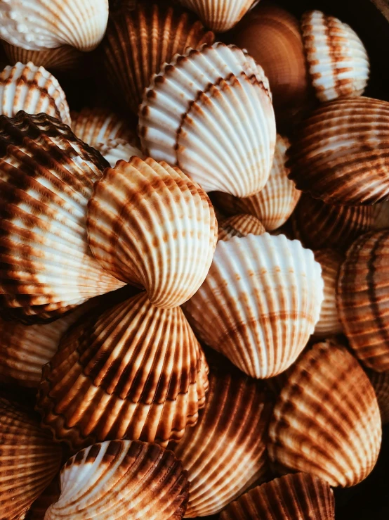 several brown and white shells are in a bowl