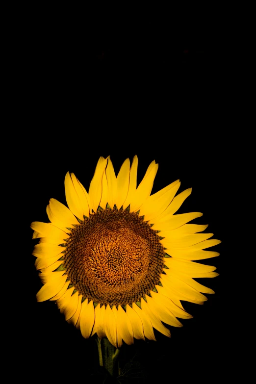 a large sunflower sitting on top of a black background