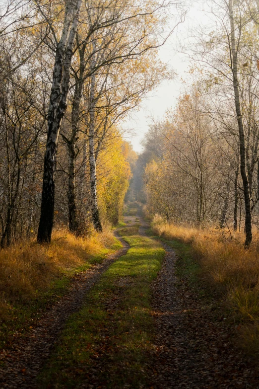 a road through a forest with lots of trees