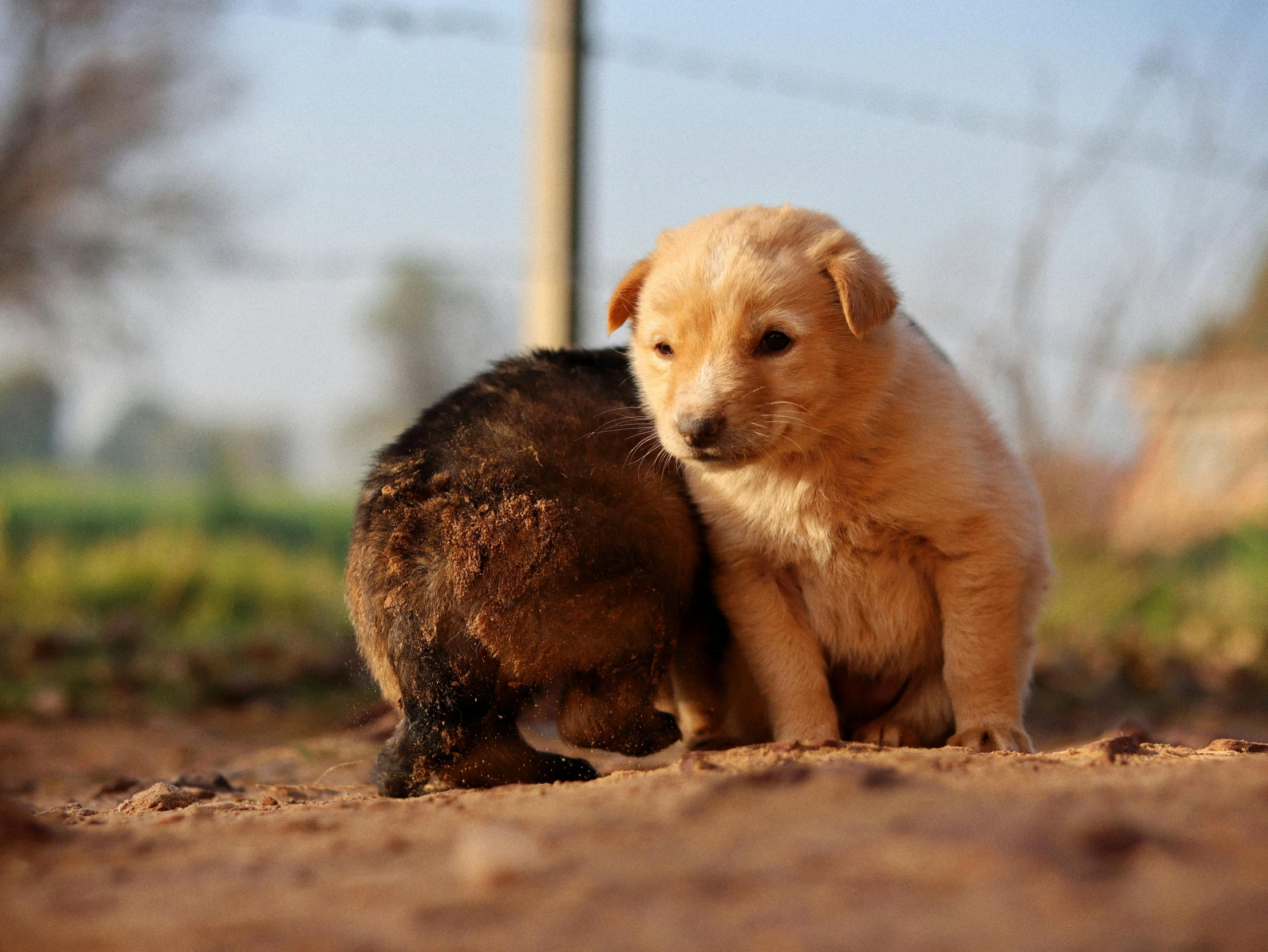 two puppies sit side by side on the ground