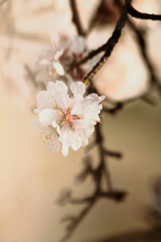 a nch of a tree with flowers and birds on it