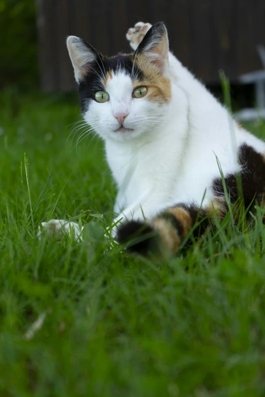 a close up of a cat laying on the ground